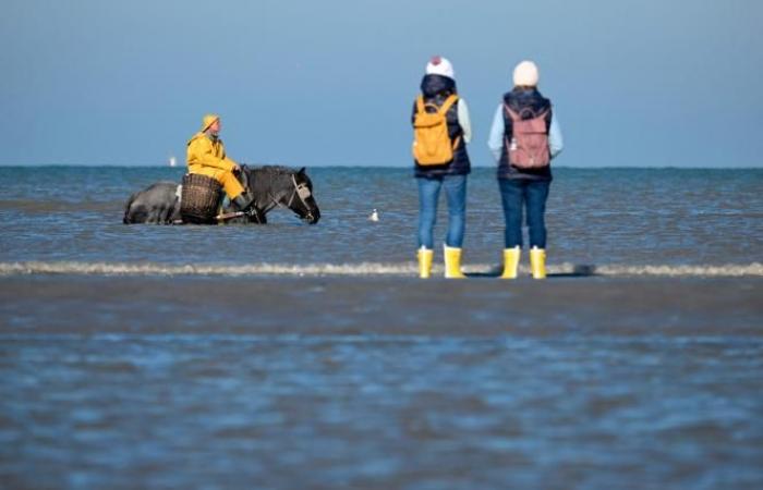 Une commune belge est le « dernier endroit au monde où l’on pêche de cette façon »