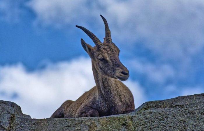 Les chasseurs grisons doivent tuer davantage de bouquetins