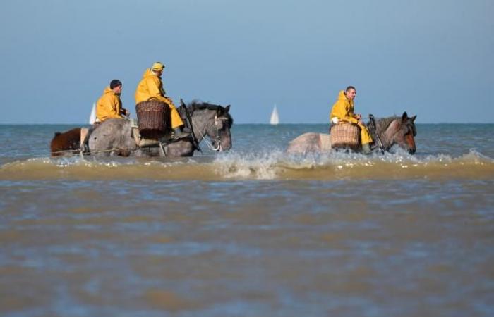 Une commune belge est le « dernier endroit au monde où l’on pêche de cette façon »