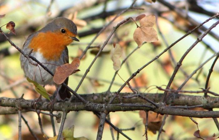 Lapenne. Rencontre autour des oiseaux de l’Ariège