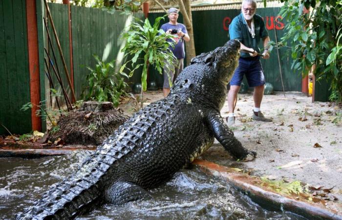 Cassius, le crocodile le plus long du monde, est mort à plus de 120 ans