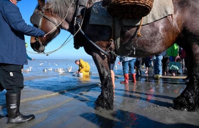 Une commune belge est le « dernier endroit au monde où l’on pêche de cette façon »