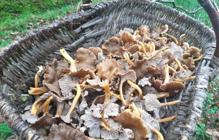 c’est l’heure des girolles, un excellent champignon, facile à trouver