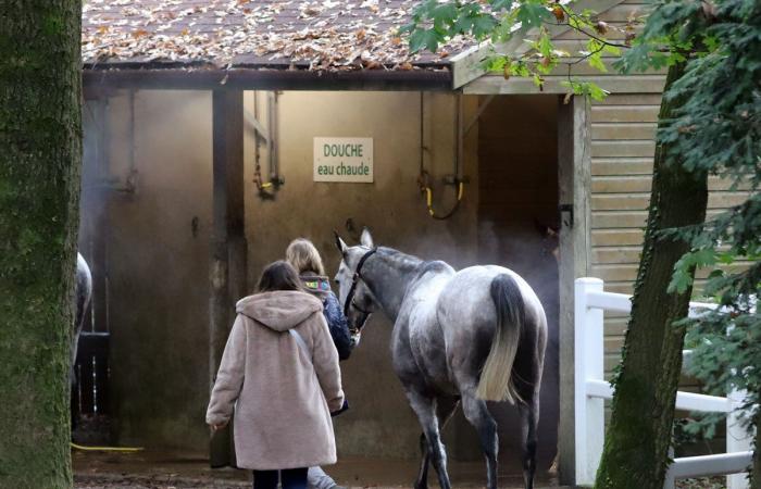 tout sur le meeting du Grand Prix de Nantes Défi du Galop