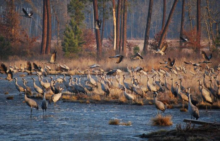 Sud-Gironde. Les lieux incontournables où aller observer les grues cendrées