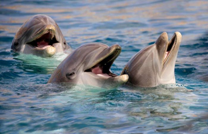 des dauphins surpris en train de se droguer avec une toxine mortelle !