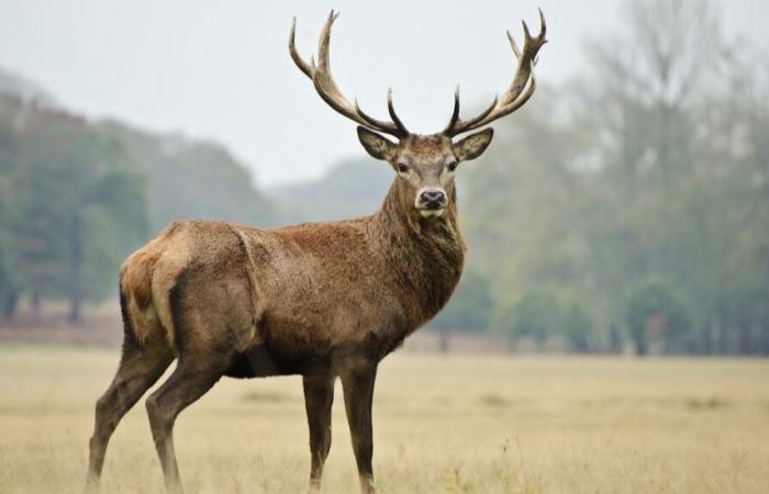 trois grands cerfs ont été tués par des chasseurs en moins de deux semaines