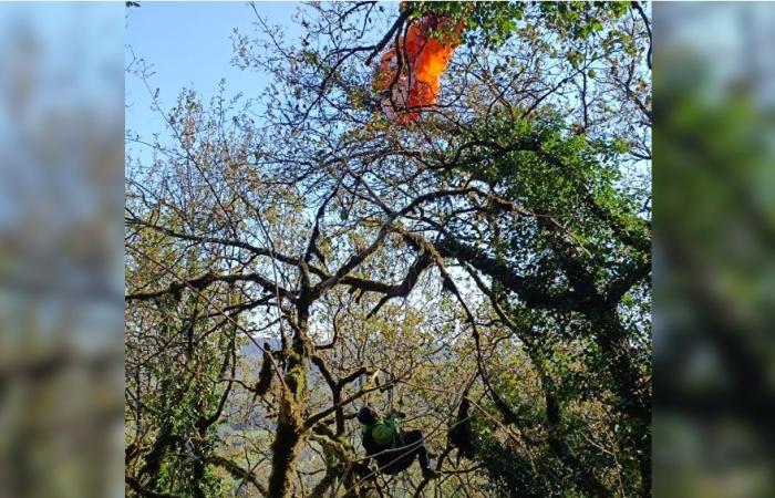 Les pompiers de Dordogne sauvent un parapente coincé dans un arbre de cinq mètres de haut