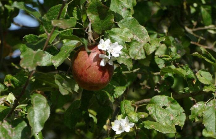 Cette commune de Seine-Saint-Denis offre 600 arbres fruitiers à ses habitants