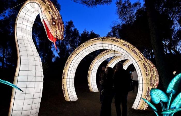 PHOTOS – Les Lumières d’Afrique à la Réserve Africaine de Sigean : magie visuelle près de Narbonne