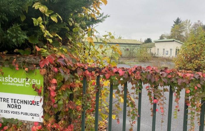 Strasbourg va construire des mini-maisons pour accueillir les familles sans abri avec enfants