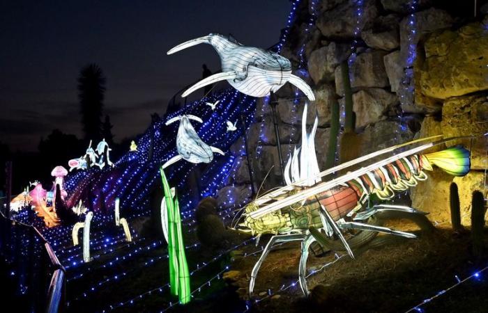 PHOTOS – Les Lumières d’Afrique à la Réserve Africaine de Sigean : magie visuelle près de Narbonne