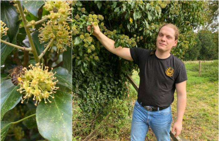 cet apiculteur ornais révèle son atout méconnu