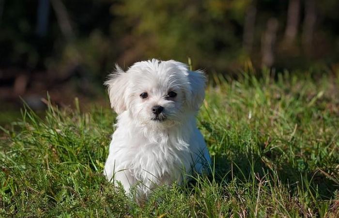 quel nom en D pour un chien ?