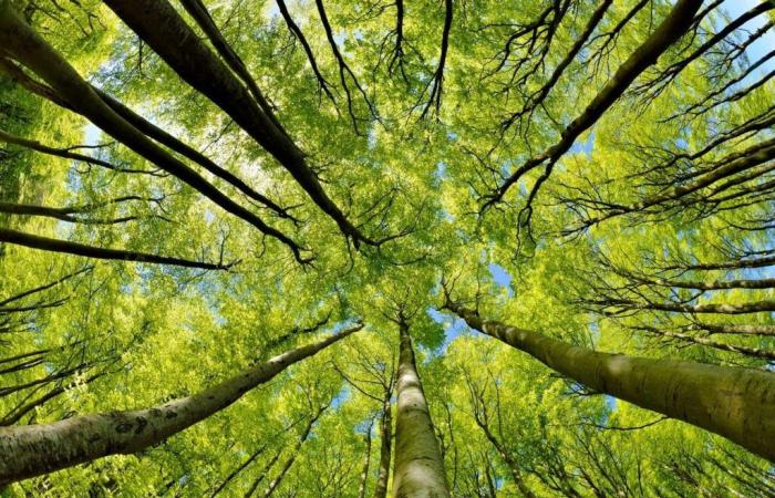 Les arbres génétiquement modifiés aident-ils vraiment à lutter contre le réchauffement climatique ?