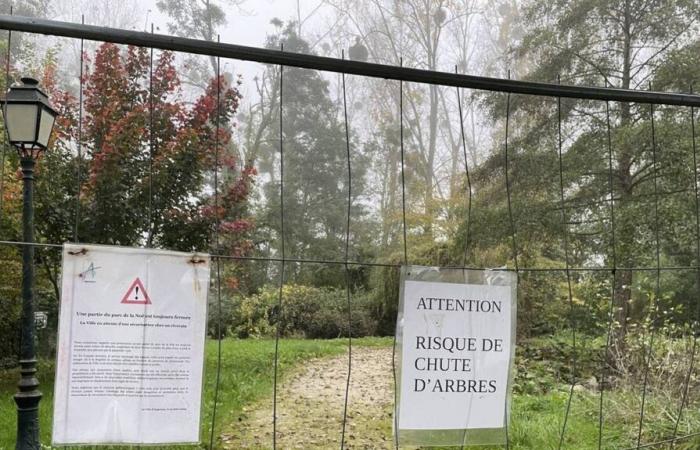 Une centaine de peupliers bordant l’Orne, fragilisés par une tempête, seront abattus à Argentan