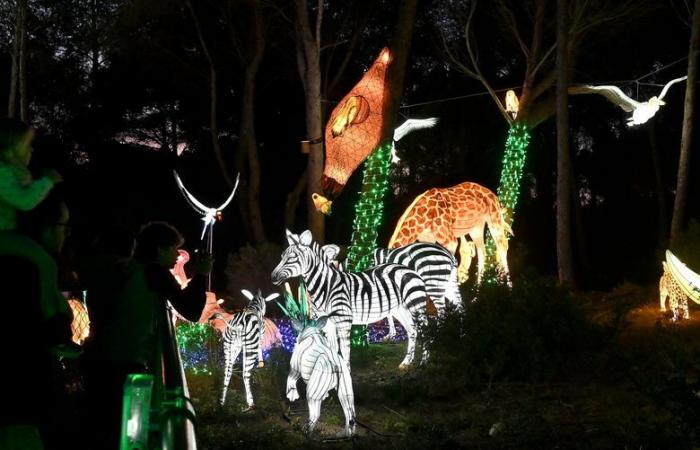 PHOTOS – Les Lumières d’Afrique à la Réserve Africaine de Sigean : magie visuelle près de Narbonne