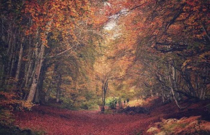 PHOTOS. Quand l’automne embellit les paysages d’Auvergne