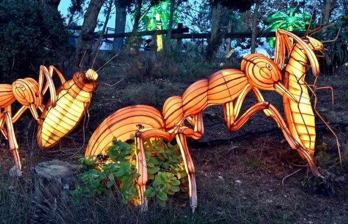 PHOTOS – Les Lumières d’Afrique à la Réserve Africaine de Sigean : magie visuelle près de Narbonne