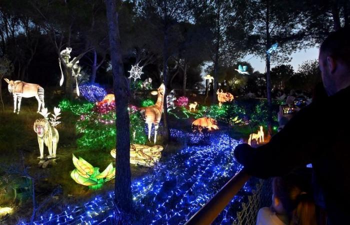 PHOTOS – Les Lumières d’Afrique à la Réserve Africaine de Sigean : magie visuelle près de Narbonne