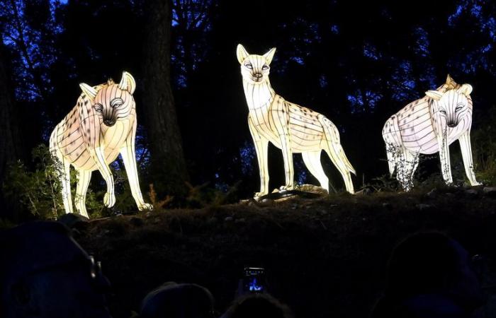 PHOTOS – Les Lumières d’Afrique à la Réserve Africaine de Sigean : magie visuelle près de Narbonne