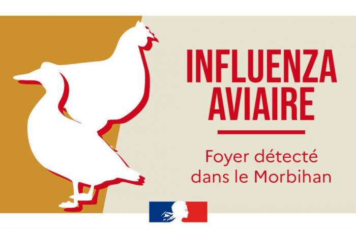 Grippe aviaire | Extension de la zone de protection et de surveillance dans le Morbihan – 2 novembre 2024 – Actualités – Actualités