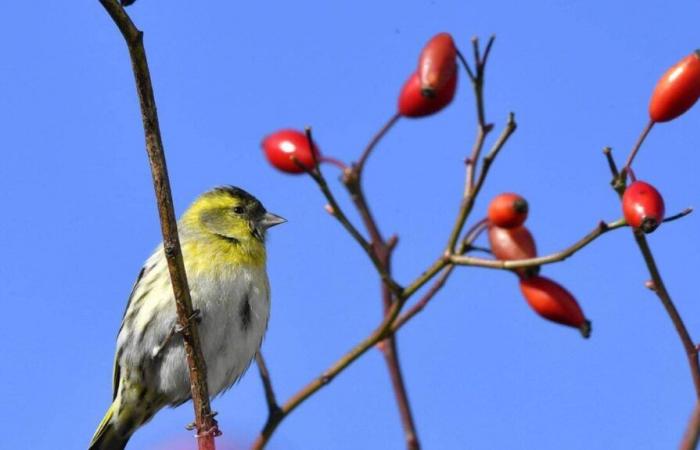 Quel temps fera-t-il à Villejuif et ses environs le dimanche 3 novembre 2024 ?