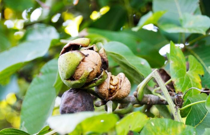 Résilience : La filière noix du Sud-Ouest veut se réinventer face aux enjeux climatiques