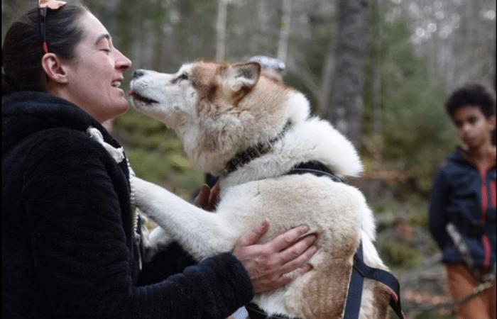 Marine, musheuse et sa meute de huskies cherchent une nouvelle maison