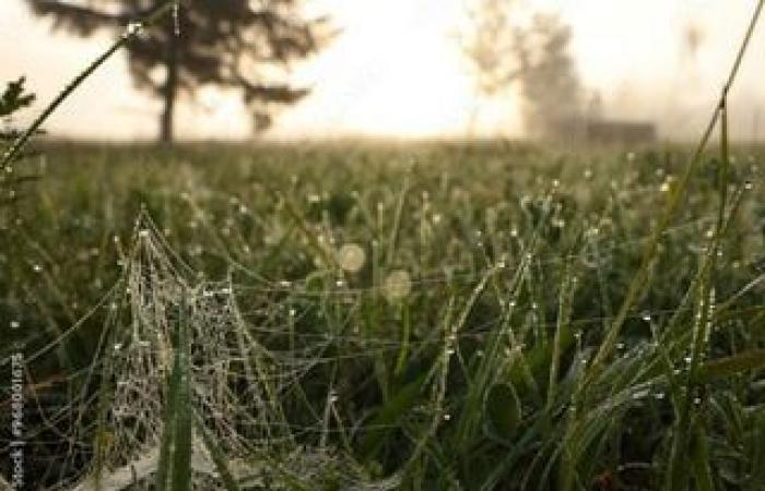 Les arbres génétiquement modifiés aident-ils vraiment à lutter contre le réchauffement climatique ?