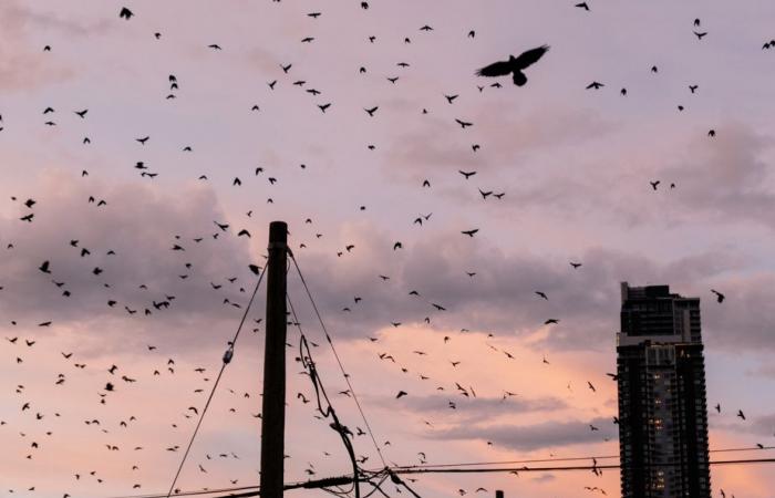 Les corbeaux ont la mémoire longue…