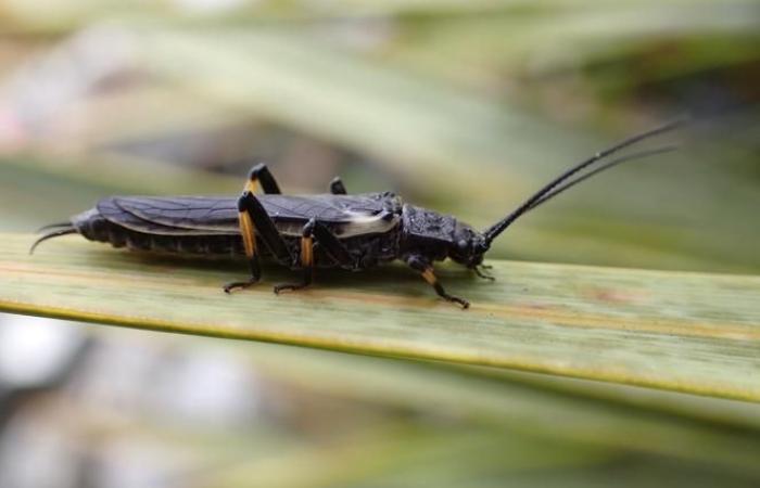 Les perles, ces insectes dont les humains ont transformé la couleur