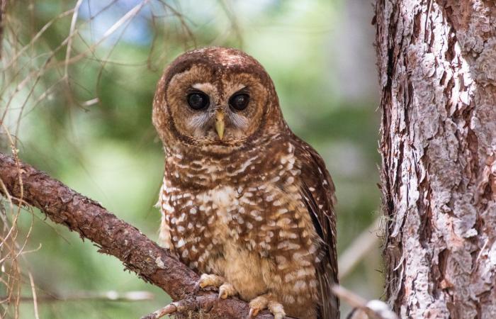 Aux Etats-Unis, le sort des forêts anciennes suspendu à la présidentielle