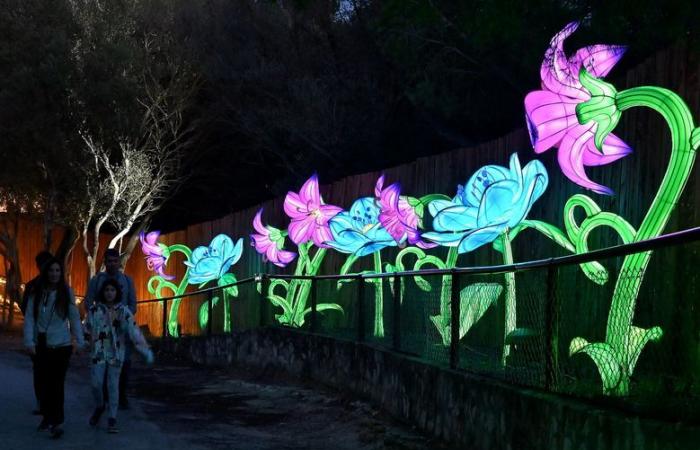 PHOTOS – Les Lumières d’Afrique à la Réserve Africaine de Sigean : magie visuelle près de Narbonne