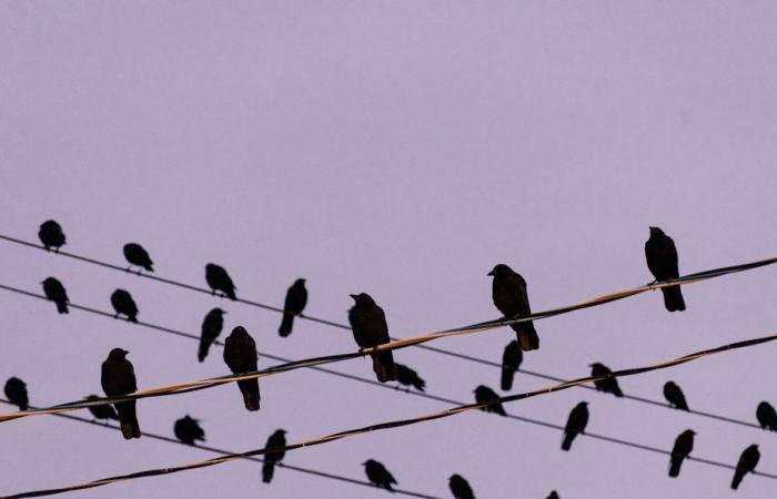 Les corbeaux ont la mémoire longue…