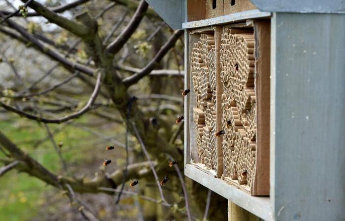 « Contrairement au réchauffement climatique, la crise de la biodiversité n’est pas comprise comme un risque par les classes dirigeantes »