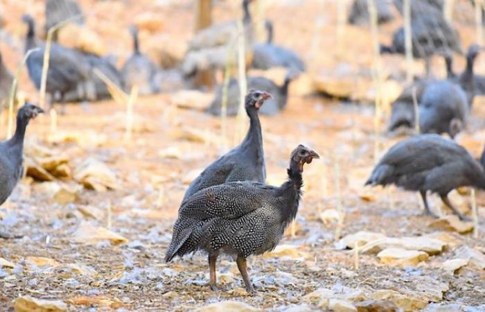 La nouvelle vie des pintades fermières landaises