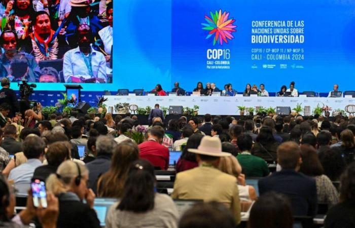 La COP16 sur la biodiversité à Cali se solde par un échec