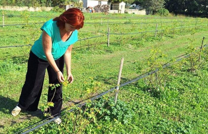 Un agriculteur du Vaucluse mis en difficulté par le RSA conditionné à 15 heures d’activité