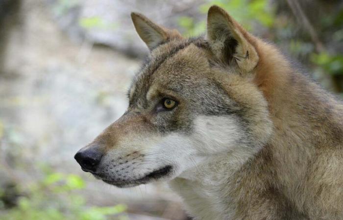 bras de fer juridique avec la Coordination Rurale 87 ⋆ Connaissance Animale