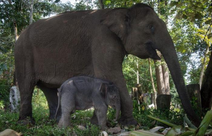 Rare naissance d’un éléphant de Sumatra, en danger d’extinction