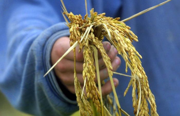 Comment expliquer la contamination à l’arsenic du riz bio semi-complet en Camargue ?