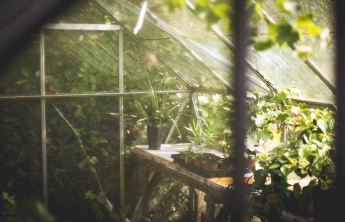 Ce lundi, le prix de cette serre de jardin dégringole sous les 75 euros pour le plus grand plaisir des jardiniers