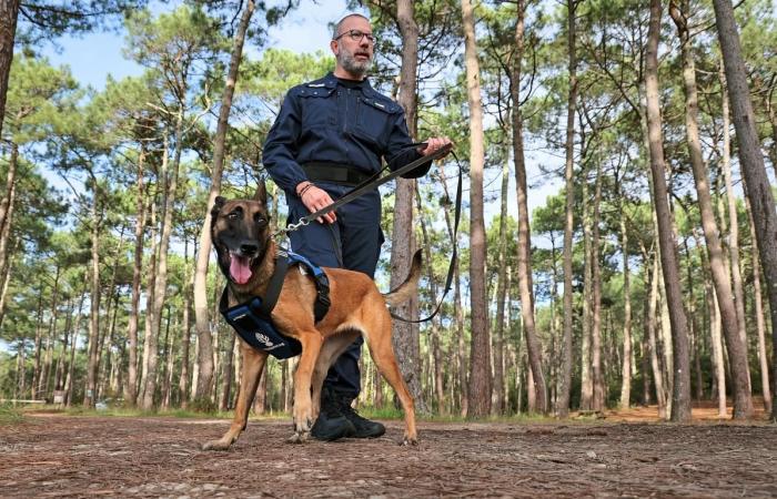 de la SPA, un Malinois fait aujourd’hui la fierté de la gendarmerie armée