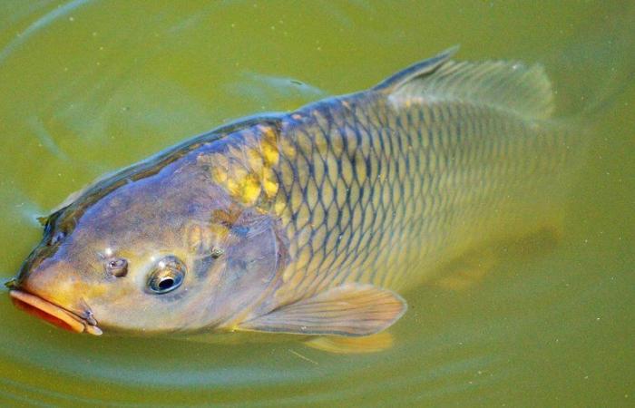 Carpes, perches, brochets, anguilles… la pollution sucrée d’un canal d’Île-de-France provoque la mort d’une « très grande quantité de poissons »