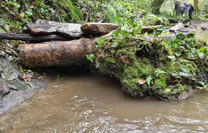 La campagne d’amélioration des habitats des poissons se poursuit dans l’Aude