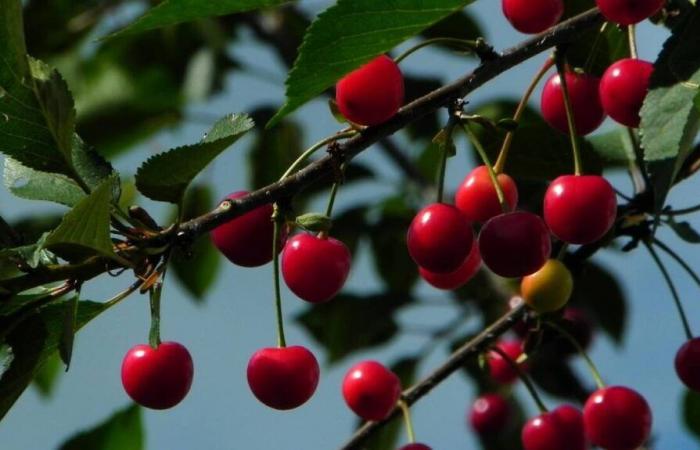 Dans cette commune de Seine-Saint-Denis, la mairie propose 600 arbres fruitiers aux habitants