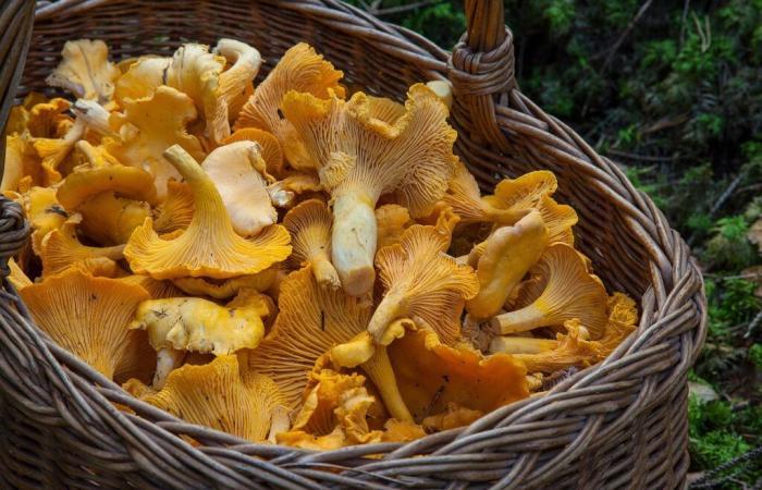 GRAND LARGE, Cueillette de champignons dans le Morbihan