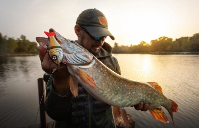 Prise record en Haute-Savoie, un brochet de 1,23 m