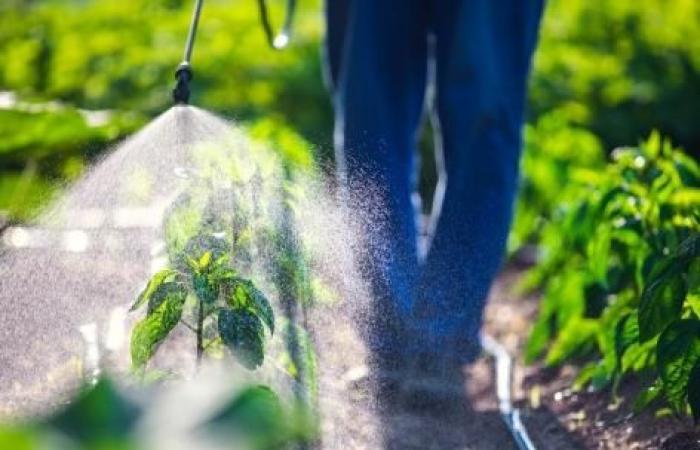 les pesticides augmentent-ils le risque ?